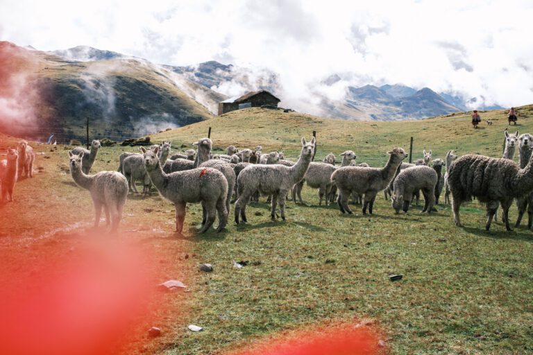 STEP Goes Peru: Inside Sumaq Alpaca’s Lima Workshop